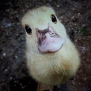 Meet your Posher, Jolina